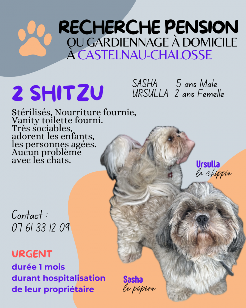 2 shitzu à garder.png